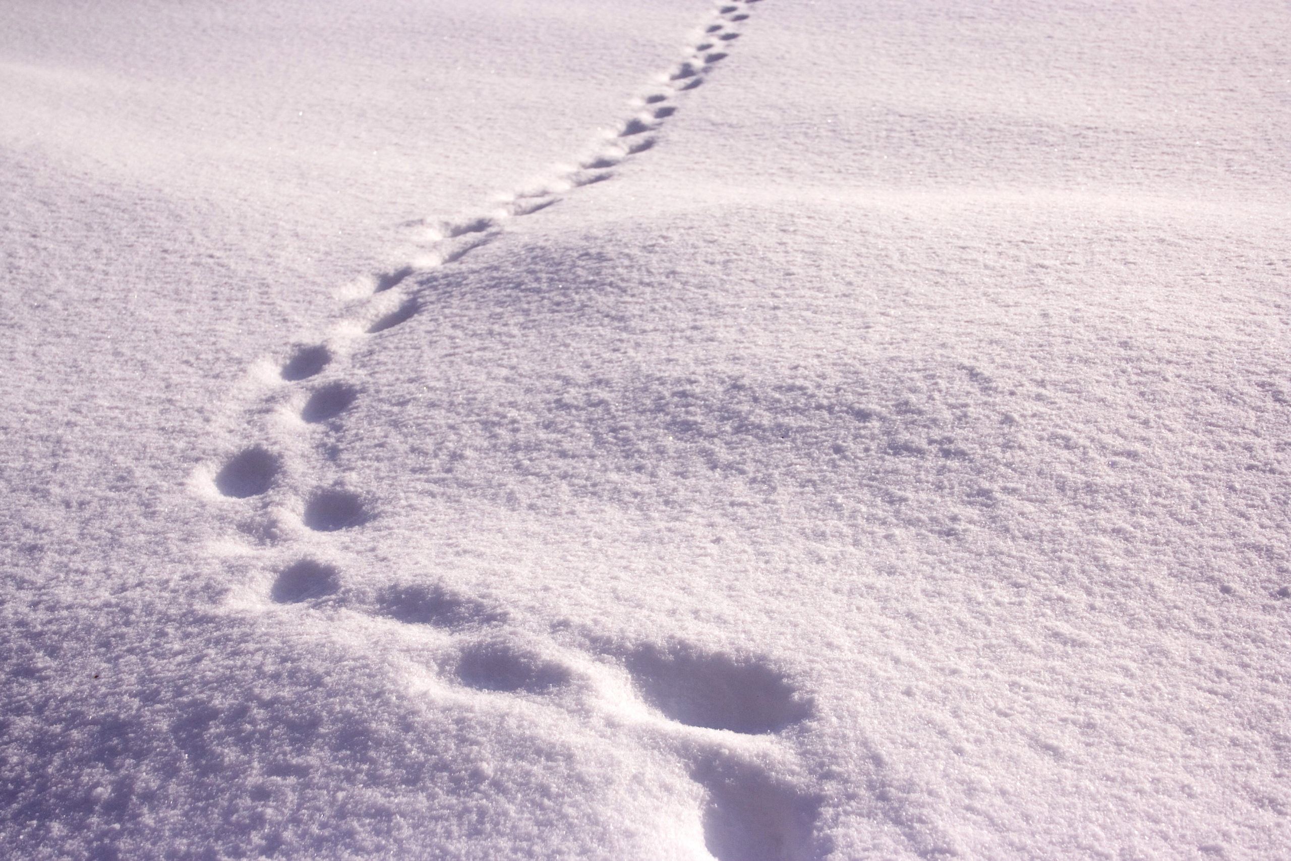 Остаются лишь следы. Следы на снегу. Зимние следы. Следы человека на снегу. Следы песца на снегу.
